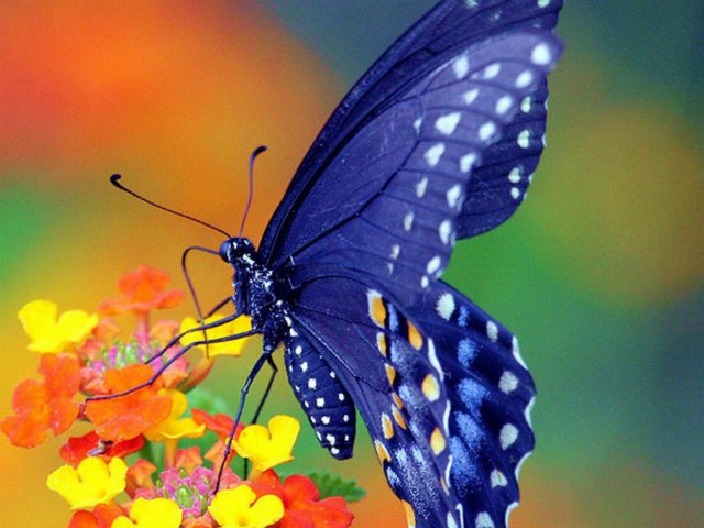 Все о бабочках в Чите | ЗооТом портал о животных