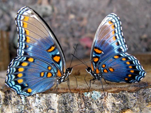 Все о бабочках в Чите | ЗооТом портал о животных