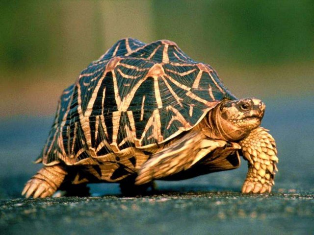 Все о черепахах в Чите | ЗооТом портал о животных