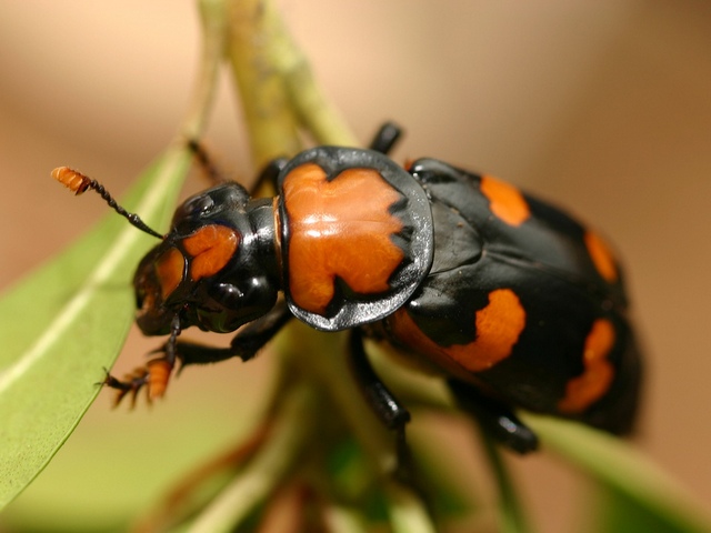 Все о жуках в Чите | ЗооТом портал о животных