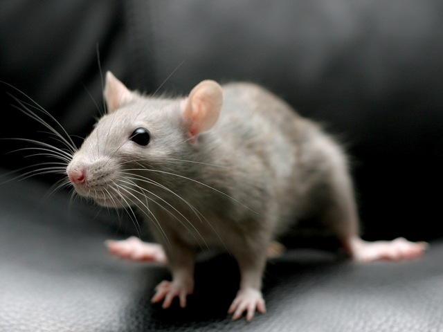 Все о крысах в Чите | ЗооТом портал о животных