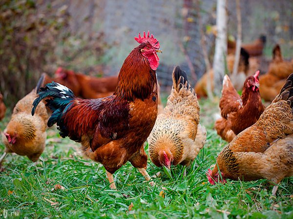 Породы куриц | ЗооТом - продажа, вязка и услуги для животных в Чите
