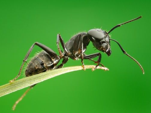 Все о муравьях в Чите | ЗооТом портал о животных