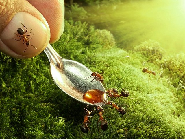 Все о муравьях в Чите | ЗооТом портал о животных