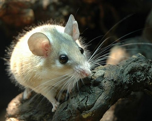 Все о мышах в Чите | ЗооТом - продажа, вязка и услуги для животных в Чите