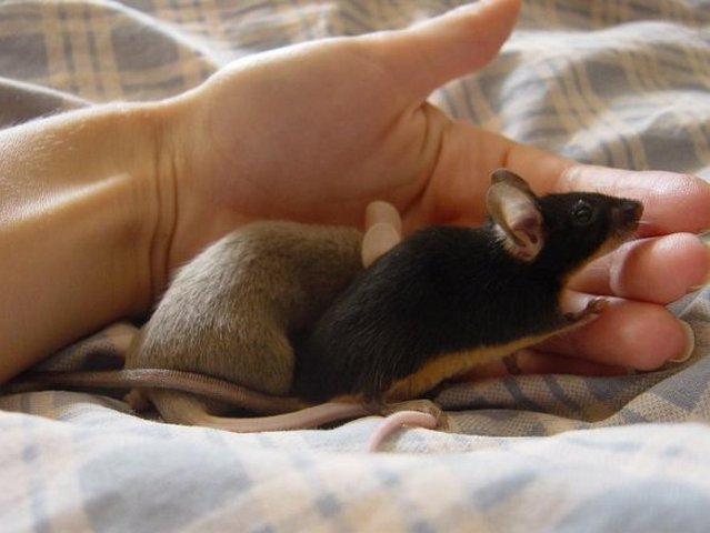 Все о мышах в Чите | ЗооТом - продажа, вязка и услуги для животных в Чите