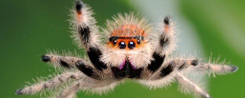 Все о пауках в Чите | ЗооТом портал о животных