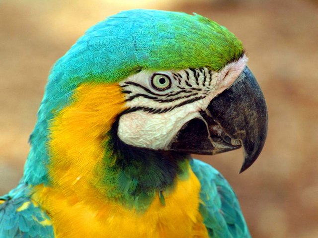 Все о попугаях в Чите | ЗооТом портал о животных