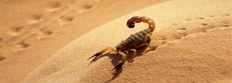 Все о скорпионах в Чите | ЗооТом портал о животных