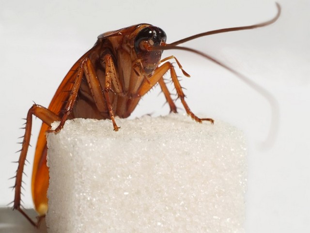 Все о тараканах в Чите | ЗооТом портал о животных