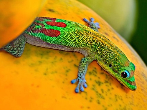 Все о гекконах в Чите | ЗооТом портал о животных
