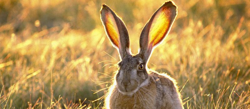 Все о зайцах | ЗооТом - продажа, вязка и услуги для животных в Чите