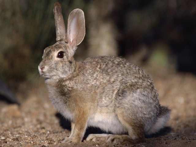 Все о зайцах | ЗооТом - продажа, вязка и услуги для животных в Чите