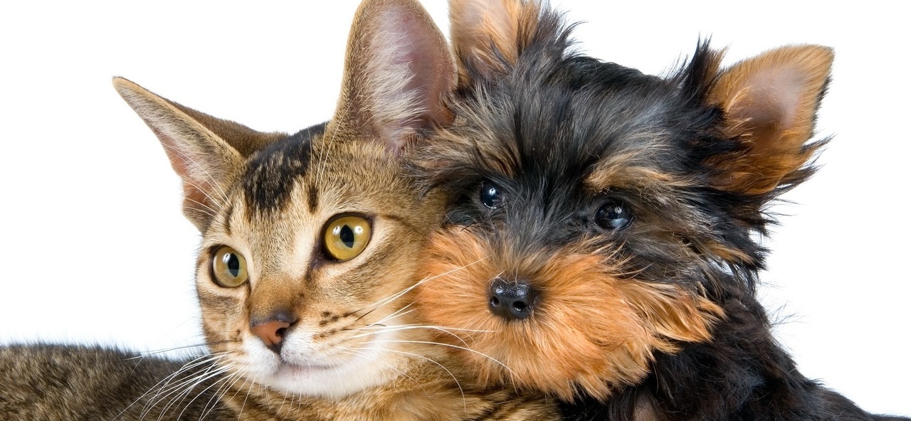 Доска объявлений о животных | ЗооТом - продажа, вязка и услуги для животных в Чите