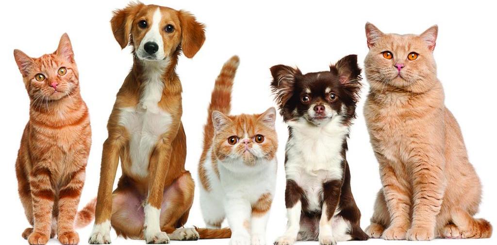 Доска объявлений о животных | ЗооТом - продажа, вязка и услуги для животных в Чите