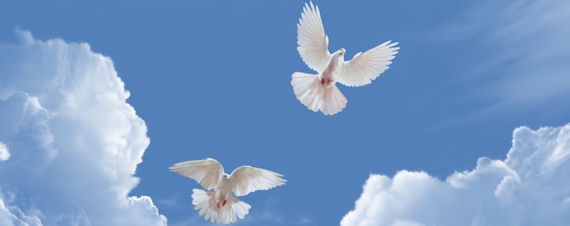 Все о голубях | ЗооТом - продажа, вязка и услуги для животных в Чите