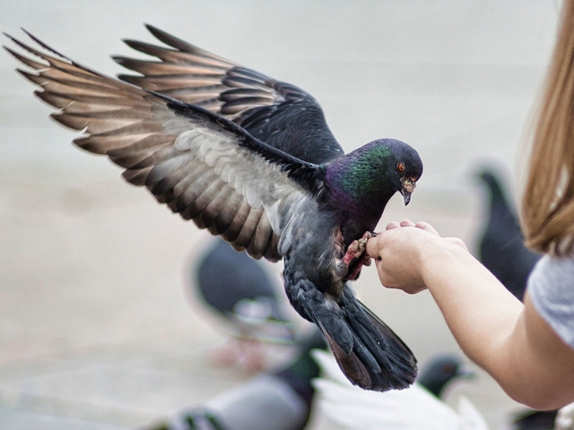 Все о голубях | ЗооТом - продажа, вязка и услуги для животных в Чите