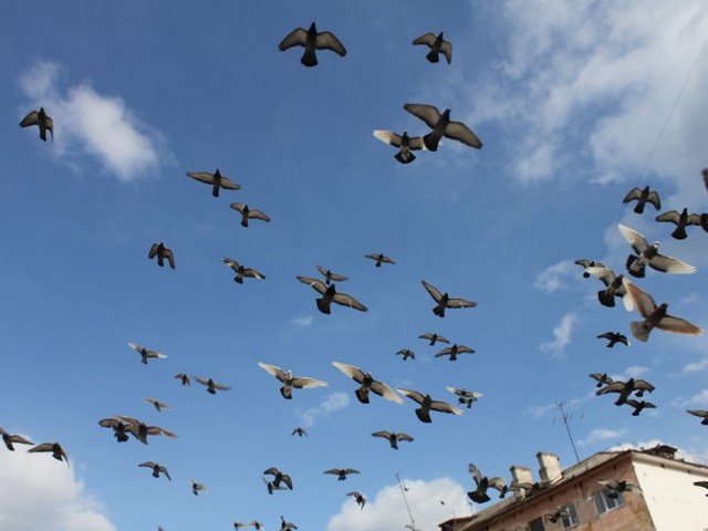 Голуби над городом | ЗооТом - продажа, вязка и услуги для животных в Чите