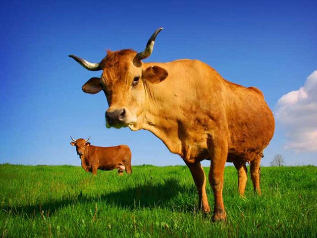 Все о коровах в Чите | ЗооТом портал о животных