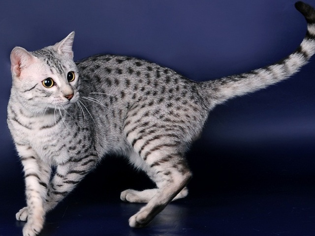 Породы кошек в Чите | ЗооТом портал о животных