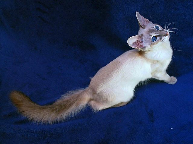 Выведенные породы кошек в Чите | ЗооТом портал о животных