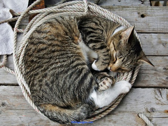Все о кошках в Чите | ЗооТом портал о животных