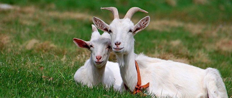 Все о козах в Чите | ЗооТом портал о животных
