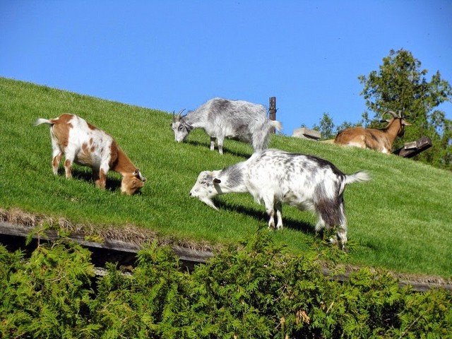 Все о козах в Чите | ЗооТом портал о животных