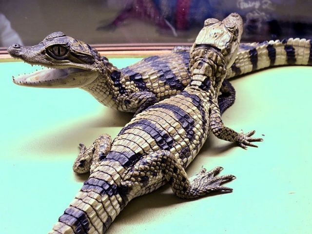 Все о крокодилах в Чите | ЗооТом портал о животных
