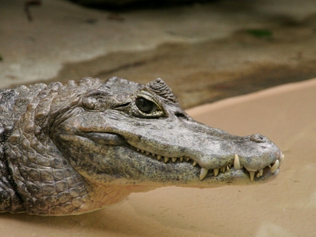 Все о крокодилах в Чите | ЗооТом портал о животных