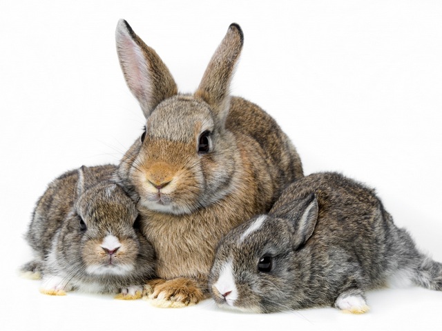 Все о кроликах в Чите | ЗооТом портал о животных