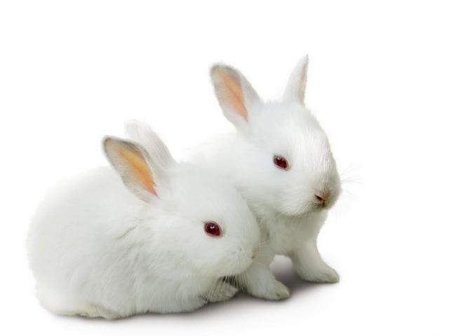 Все о кроликах в Чите | ЗооТом портал о животных