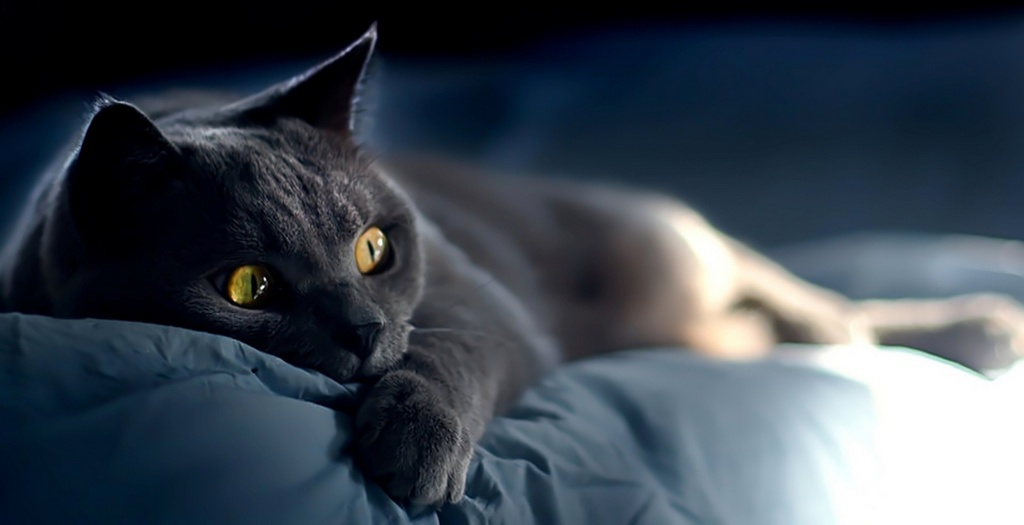 Объявления о кошках | ЗооТом - продажа, вязка и услуги для животных в Чите