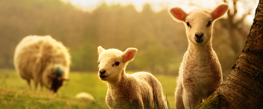 Объявления о сельскохозяйственных животных | ЗооТом - продажа, вязка и услуги для животных в Чите