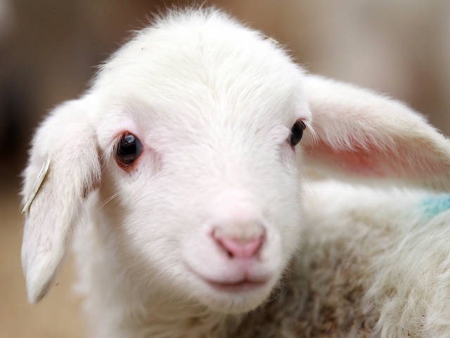 Овцы и бараны в Чите | ЗооТом портал о животных