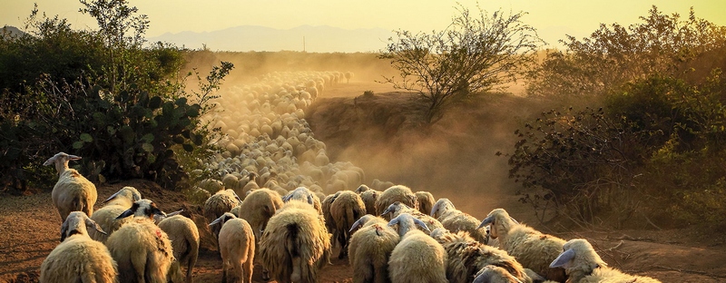 Все об овцах в Чите | ЗооТом портал о животных
