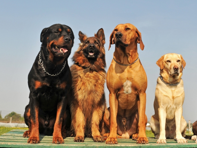 Крупные породы собак в Чите | ЗооТом портал о животных