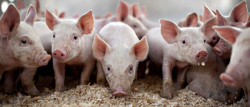 Все о свиньях в Чите | ЗооТом портал о животных
