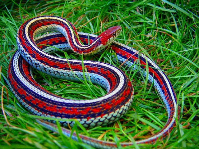Все о змеях в Чите | ЗооТом портал о животных